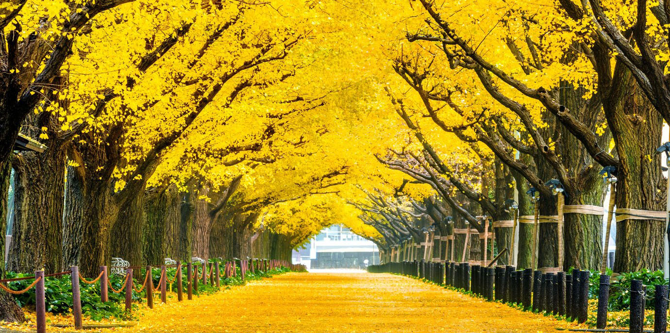 hàng-vàng-bạch quả-cây-mùa thu-mùa thu-công viên-in-tokyo-japan_335224-29